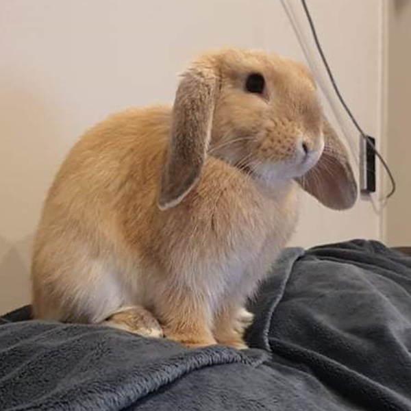 A photo of Gnocchi - a real life pet bunny rabbit